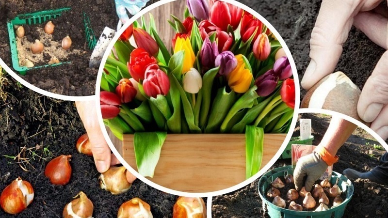 Planning a garden planting: is it possible to plant tulips in spring, and when will they bloom