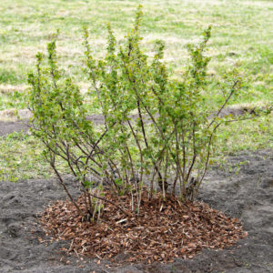 How to prune gooseberries in the spring for a good harvest