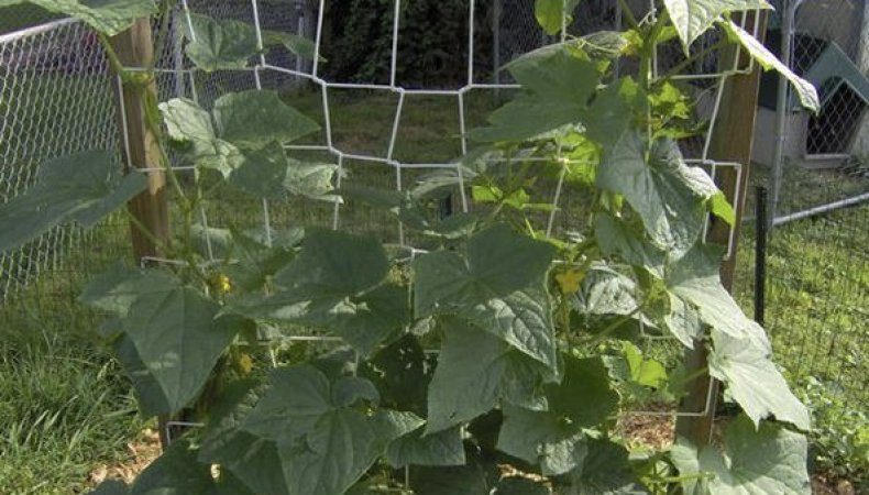 Various methods and schemes for the formation of cucumbers in the open field: instructions for beginners