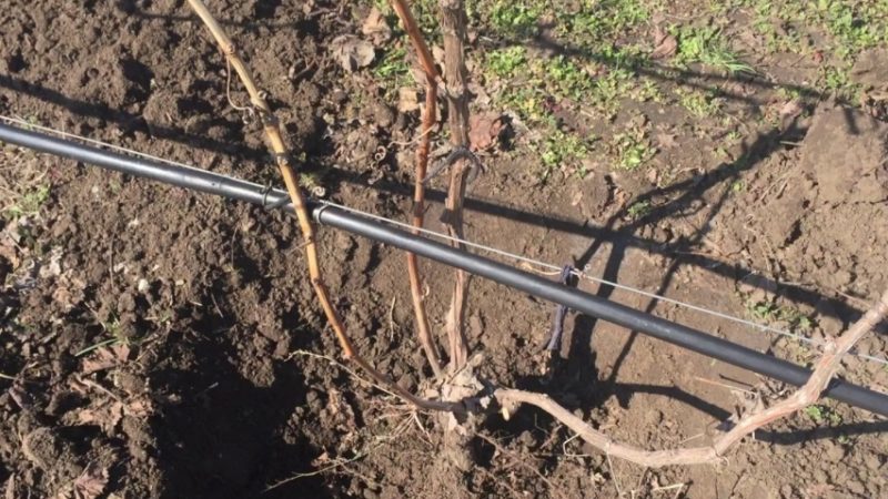 When and how to properly prune grapes in spring for beginners step by step: instructions and diagrams