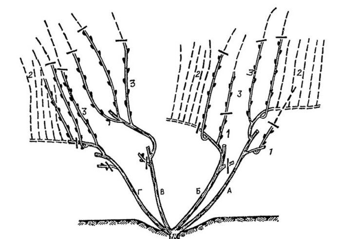 When and how to properly prune grapes in spring for beginners step by step: instructions and diagrams