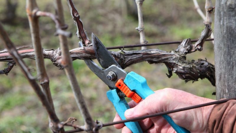 When and how to properly prune grapes in spring for beginners step by step: instructions and diagrams