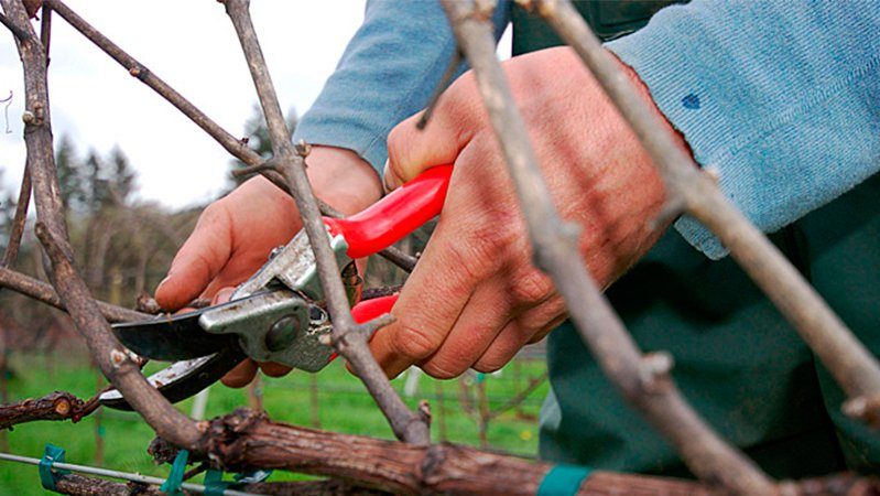 A step-by-step guide to pruning grapes in summer for beginner growers