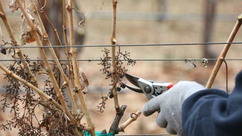 When and how to properly prune grapes in spring for beginners step by step: instructions and diagrams