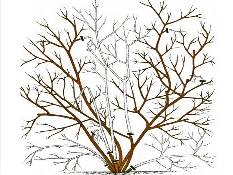 Step-by-step instructions for pruning blueberries in spring for beginner gardeners