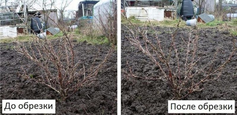 Gooseberry pruning: goals, timing, technology