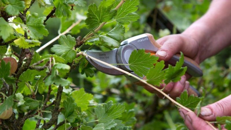 Why gooseberries don't have berries and how to fix it