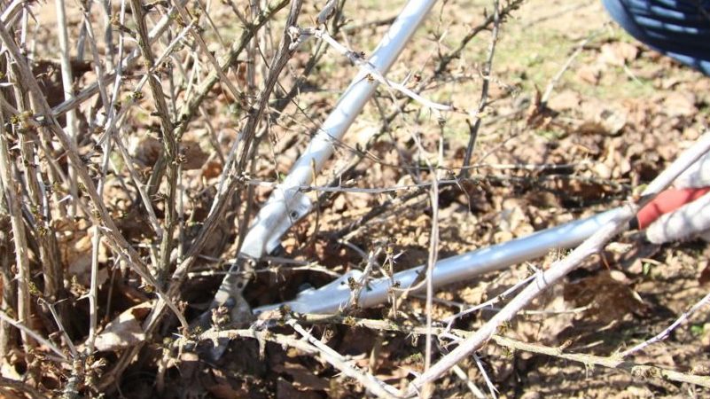 Gooseberry pruning: goals, timing, technology