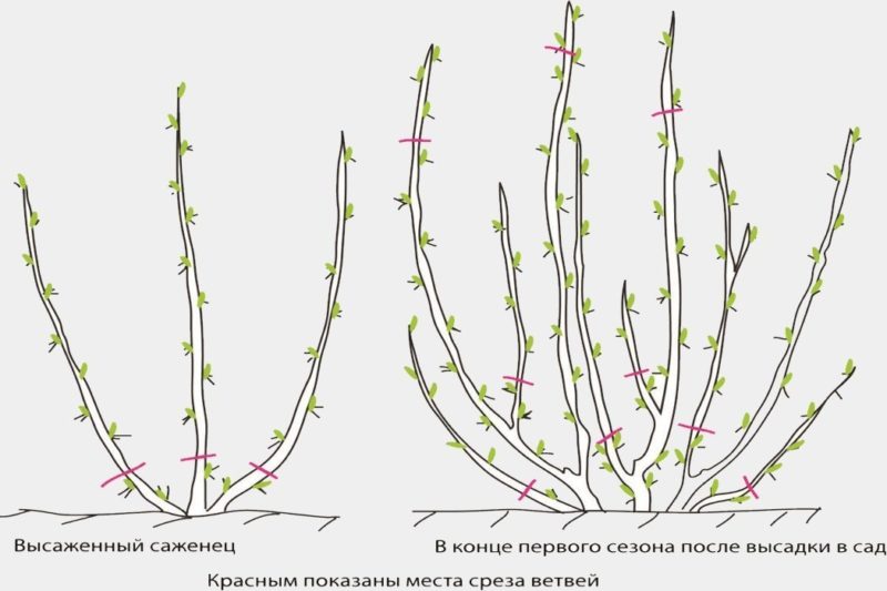 Gooseberry pruning: goals, timing, technology