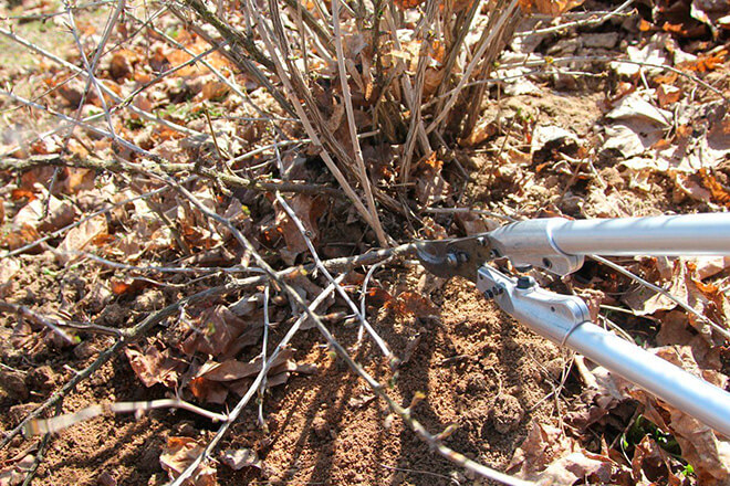 Gooseberry pruning: goals, timing, technology