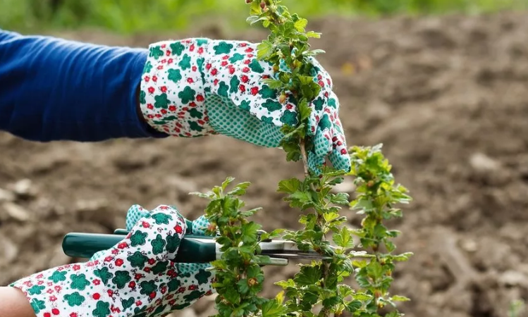 Gooseberry pruning: goals, timing, technology