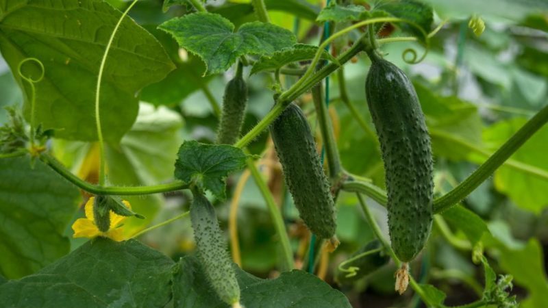 Various methods and schemes for the formation of cucumbers in the open field: instructions for beginners