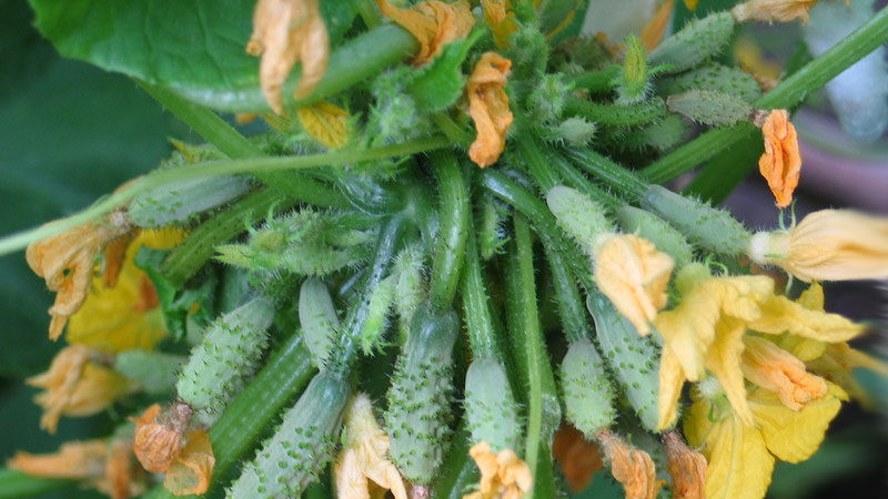 Various methods and schemes for the formation of cucumbers in the open field: instructions for beginners