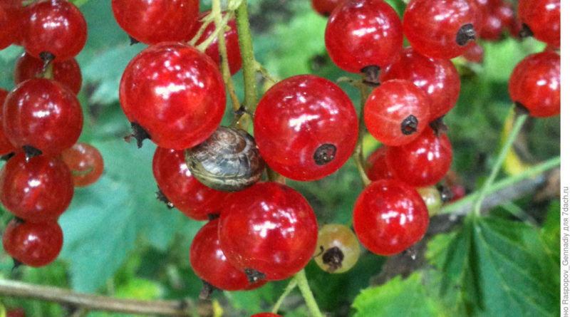 The most effective measures to combat currant kidney mites in spring
