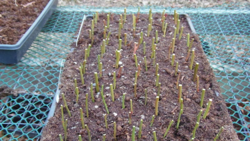 Instructions for planting blueberry seedlings in the spring in open ground