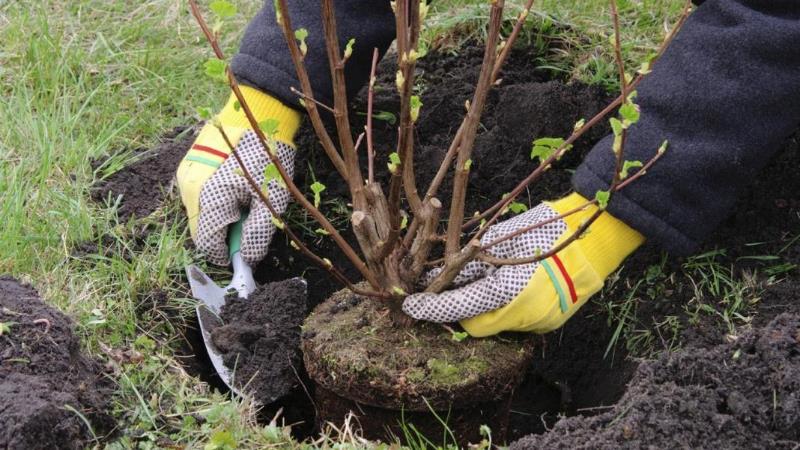 The best time to plant fruit trees in the Moscow region: to plant in spring or autumn?