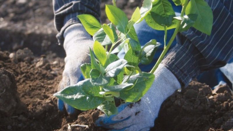 Step-by-step instructions for transplanting blueberries to a new location in spring