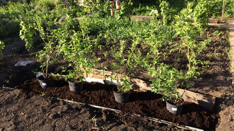 Step-by-step instructions for transplanting blueberries to a new location in spring
