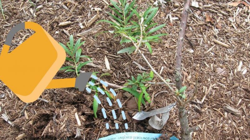 How and what to feed sea buckthorn in summer: a guide for beginner gardeners