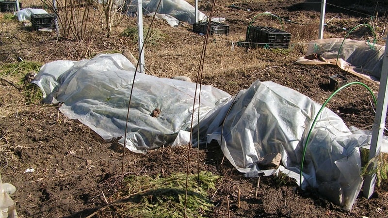 Guide to caring for grapes in spring after opening