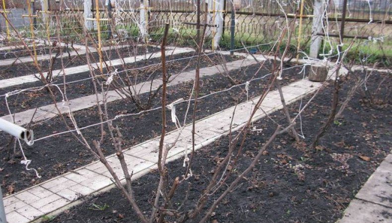 Guide to caring for grapes in spring after opening