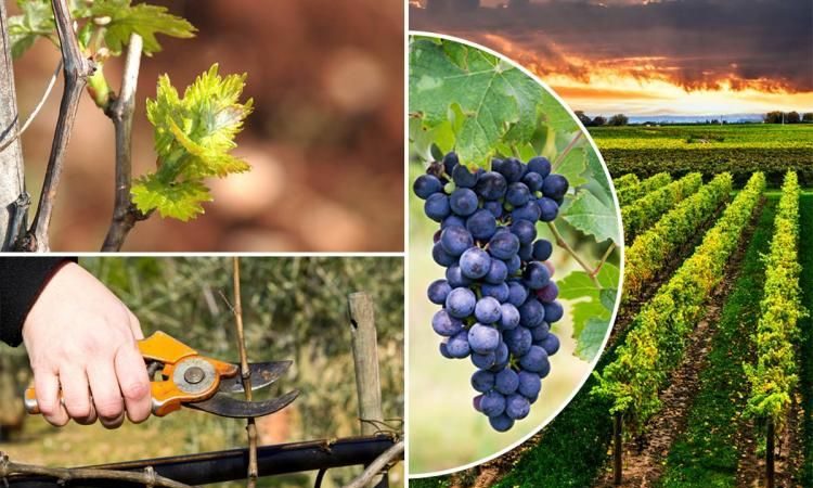 Recommendations from experienced winegrowers: is it possible to plant different grape varieties nearby and what are the benefits and harms of this