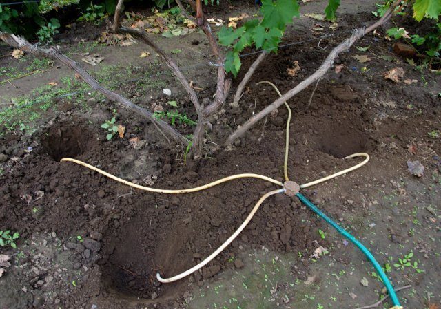 How to water and feed grapes in spring: instructions for beginners
