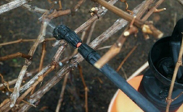 How to water and feed grapes in spring: instructions for beginners