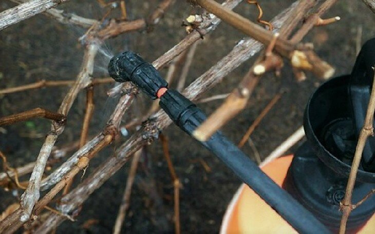 Guide to caring for grapes in spring after opening
