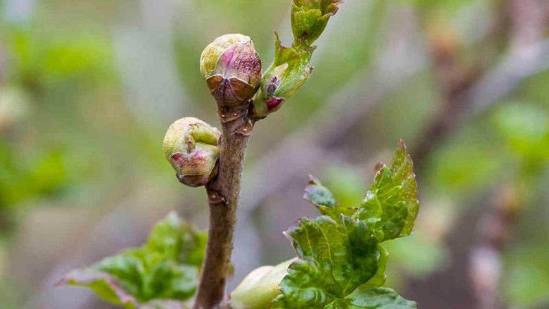 The most effective measures to combat currant kidney mites in spring