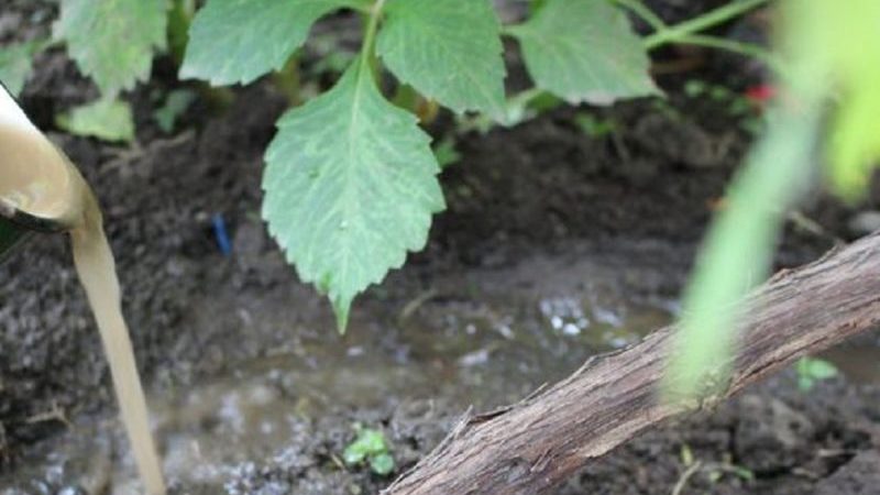 How to water and feed grapes in spring: instructions for beginners
