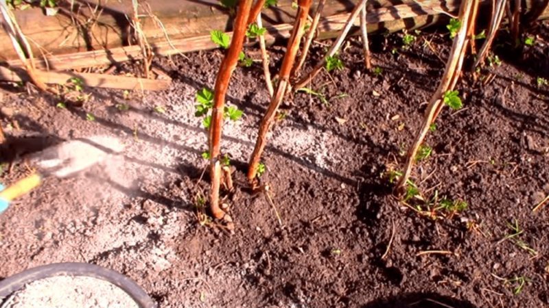 How, when and how to feed raspberries in spring for a good harvest