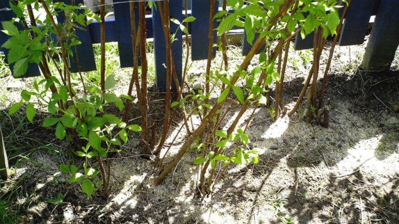 How, when and how to feed raspberries in spring for a good harvest