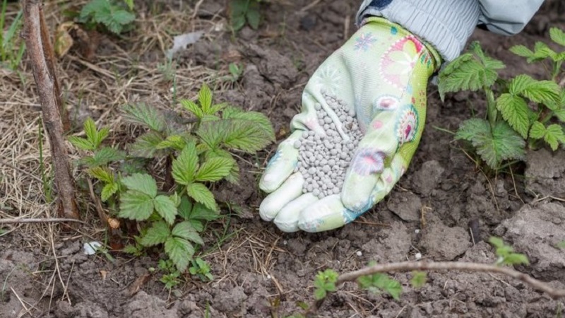How, when and how to feed raspberries in spring for a good harvest