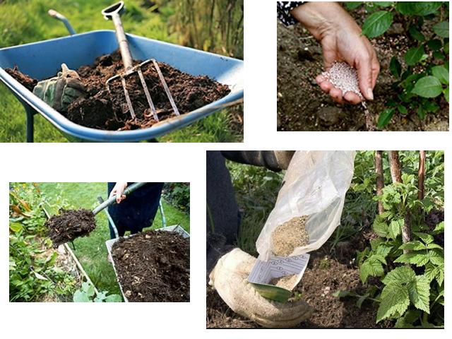 How, when and how to feed raspberries in spring for a good harvest