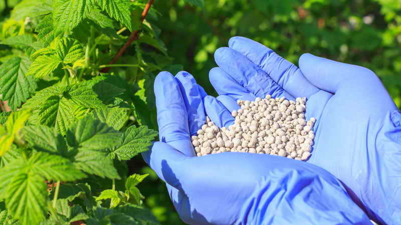 How, when and how to feed raspberries in spring for a good harvest
