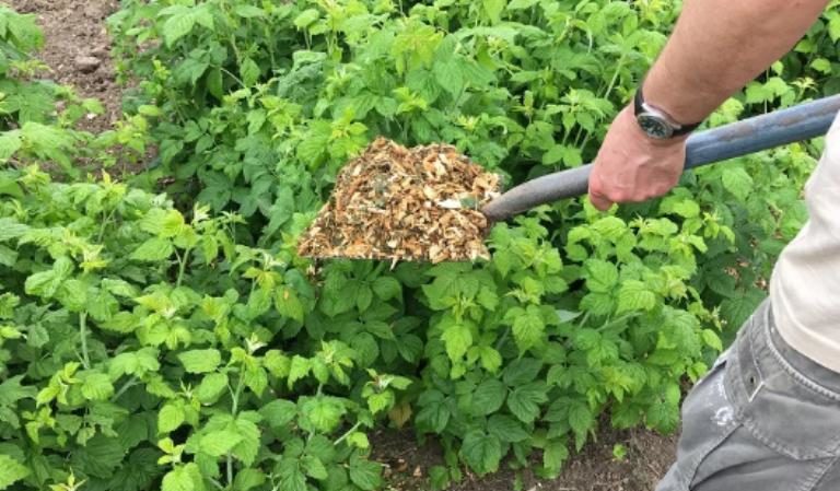 How, when and how to feed raspberries in spring for a good harvest