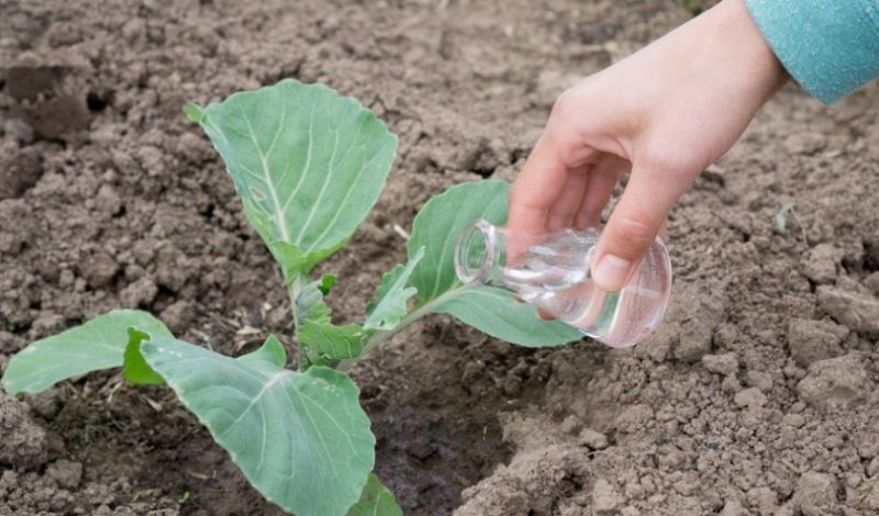 Do you need cabbage feeding for tying heads of cabbage