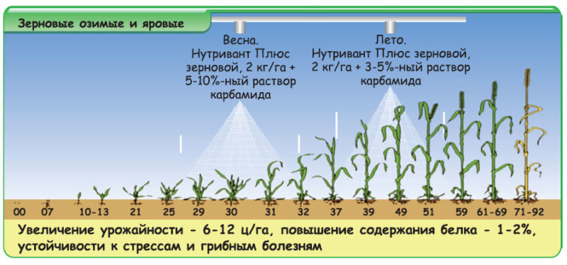 What is leaf feeding of wheat and what fertilizers can be used for these purposes