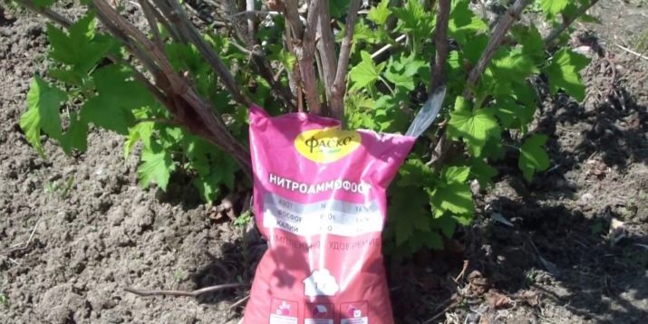 The choice of feeding for currants in the spring: how and how to fertilize the bushes for a good harvest