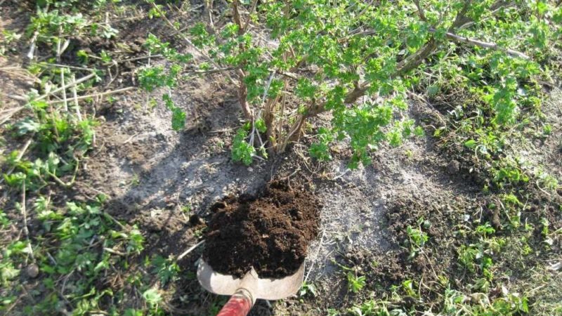 The choice of feeding for currants in the spring: how and how to fertilize the bushes for a good harvest