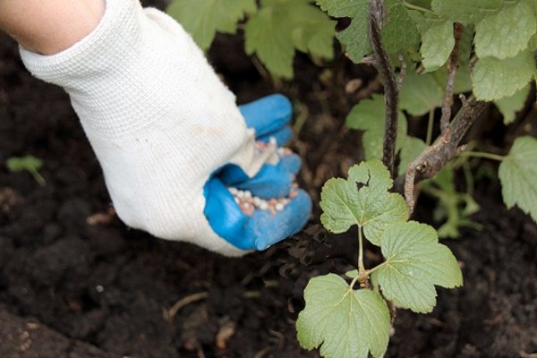 The choice of feeding for currants in the spring: how and how to fertilize the bushes for a good harvest