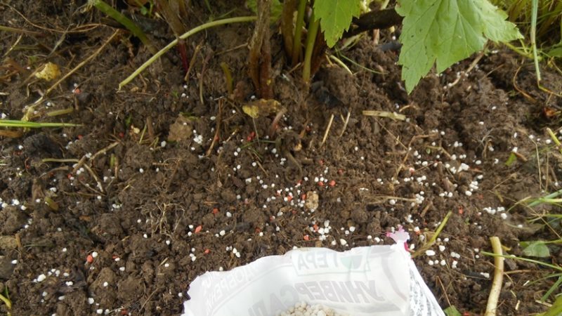 The choice of feeding for currants in the spring: how and how to fertilize the bushes for a good harvest