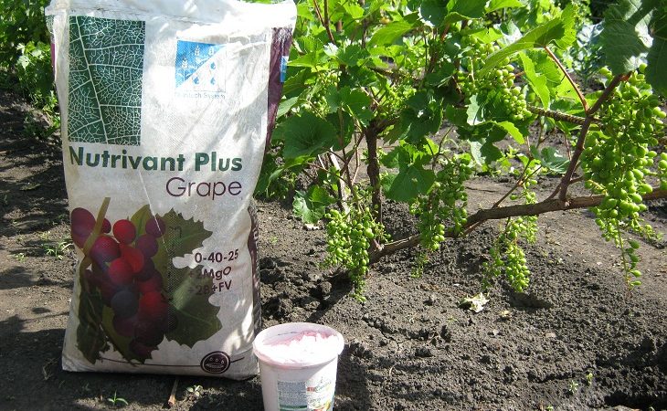 How to water and feed grapes in spring: instructions for beginners
