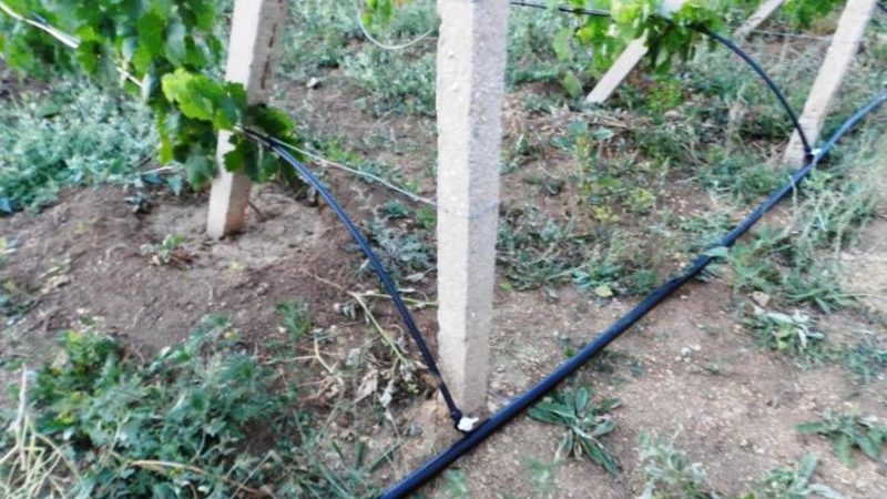 How to water and feed grapes in spring: instructions for beginners