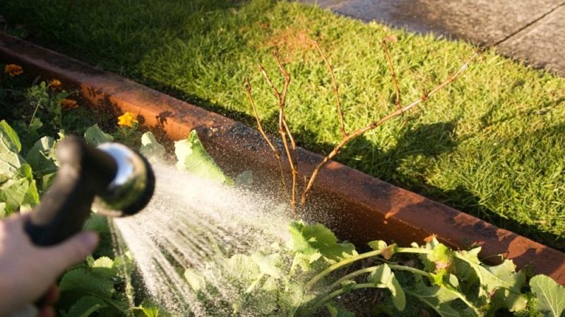 How to water and feed grapes in spring: instructions for beginners