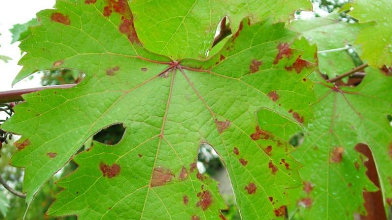 How to water and feed grapes in spring: instructions for beginners