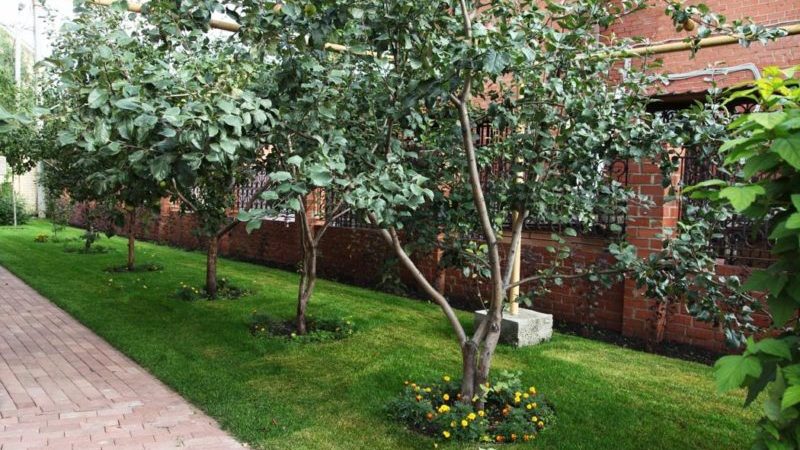 The best time to plant fruit trees in the Moscow region: to plant in spring or autumn?