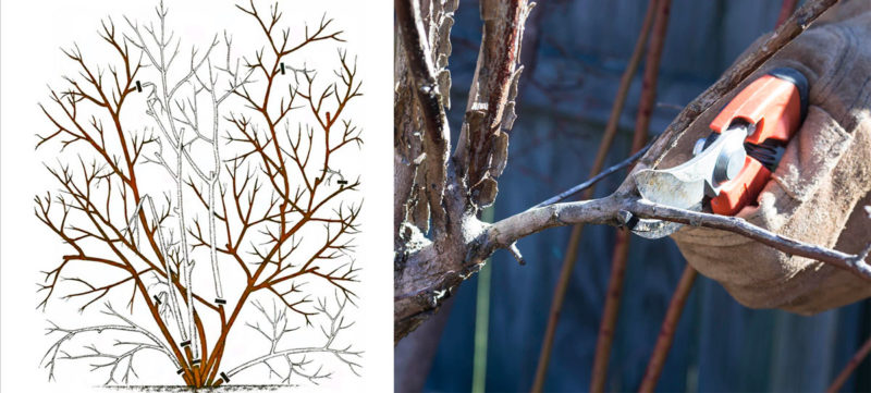 Step-by-step instructions for pruning blueberries in spring for beginner gardeners