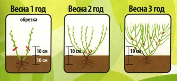 Step-by-step instructions for pruning blueberries in spring for beginner gardeners